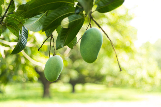 Two green mangoes hanging on tree in mango garden