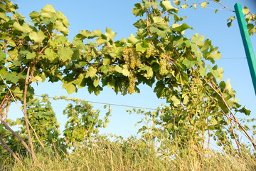 winding green branches of a vineyard with ripe fruit in the rays of the setting sun