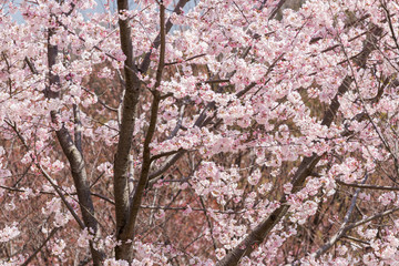 春の満開の桜の花