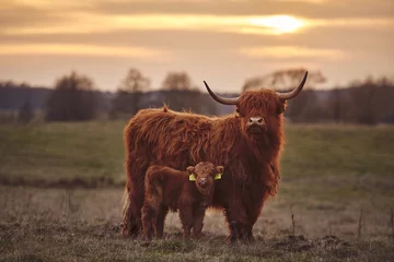 Photo sur Aluminium brossé Highlander écossais Vaches et veau des Highlands écossais
