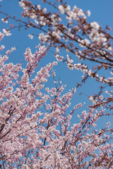 春の満開の桜の花