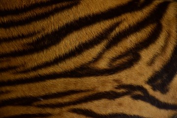 Fototapeta na wymiar Bengal tiger pattern, in the middle of the body