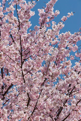 春の満開の桜の花