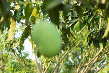 Defocused mango hanging on mango tree