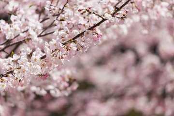 Fototapeta premium 春の満開の桜の花