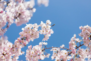 春の満開の桜の花