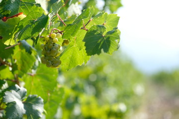 winding green branches of a vineyard with ripe fruit in the rays of the setting sun