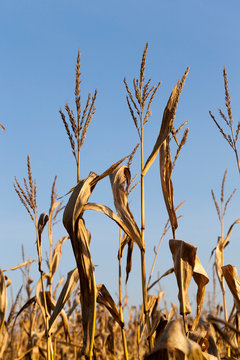 dry dark yellow corn