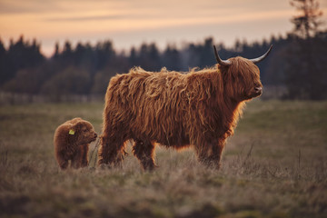 Highland Cow And Calf