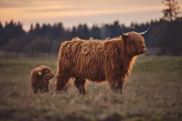 Cercles muraux Highlander écossais Highland Cow And Calf