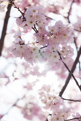 春の満開の桜の花