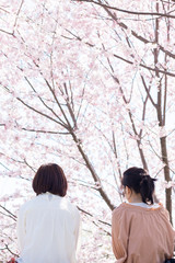 春の満開の桜の公園で花見している女性たち
