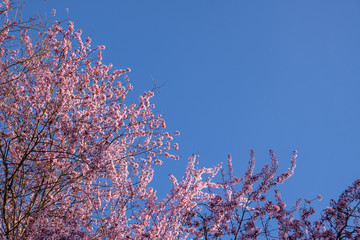 Close up spring cherry blossom with blue sky, used for backgrounds and wallpapers