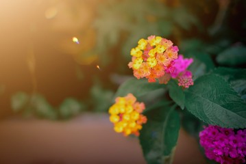 flowers in the garden