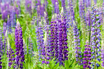 photo blue lupins