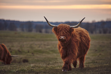 Young Scottish Highland Beef Cattle closeup