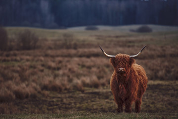 Young Scottish Highland Beef Cattle closeup