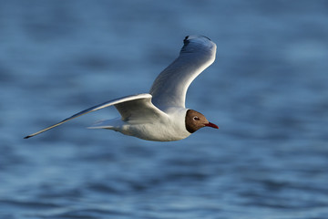 Black-headed gull (Chroicocephalus ridibundus)