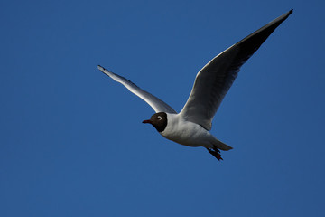 Black-headed gull (Chroicocephalus ridibundus)