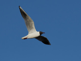 Black-headed gull (Chroicocephalus ridibundus)