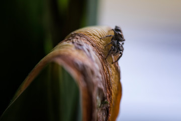 Black and white spider leaping on a withered leaf.