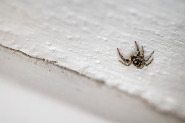 Black and white spider leaping on white wall.