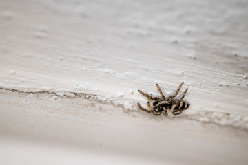 Black and white spider leaping on white wall. - Powered by Adobe
