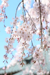 しだれ桜