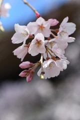 しだれ桜