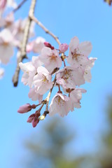 しだれ桜