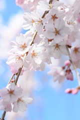 しだれ桜