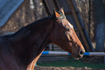 Naklejka premium portrait of a red horse