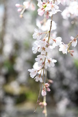 しだれ桜