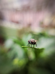 fly on leaf