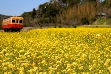 春、花、鉄道