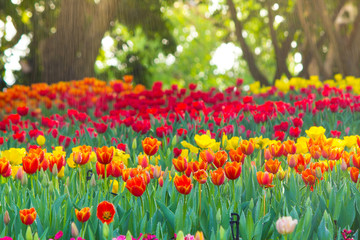 field of red tulips