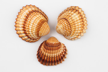 sea shells isolated on white background