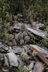 Cactus Surrounded by Rocks