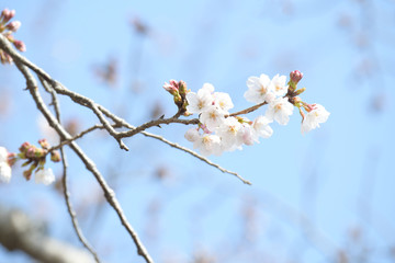 染井吉野