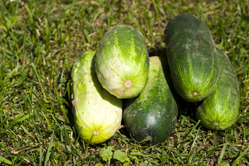 green cucumbers