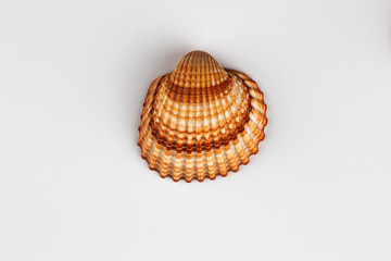 sea shell isolated on white background