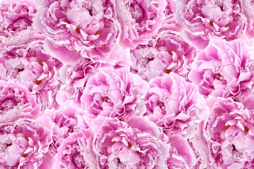 Peonies flowers background. Flower pattern. Flower wall. Light pink lilac terry peonies texture. Flower collage. Spring tender floral background. © Yuliya