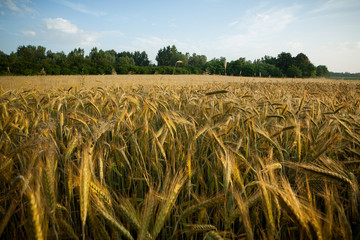 Wheat field in the early morning