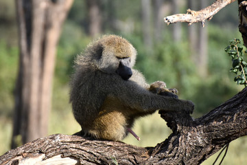 Olive baboon in Tarangire National Park, Tanzania