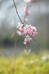 しだれ桜