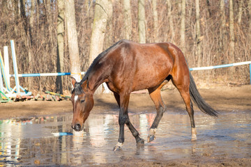 the red horse is on the move