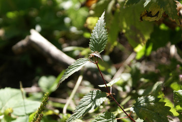 nettle branch in the forest