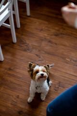 Fototapeta na wymiar vertical photo of a small white spotted dog against the background of a wooden floor and white kitchen chairs