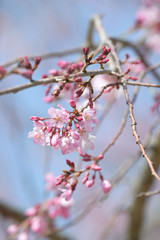 しだれ桜