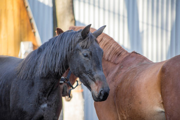 portraits of a red and black horse